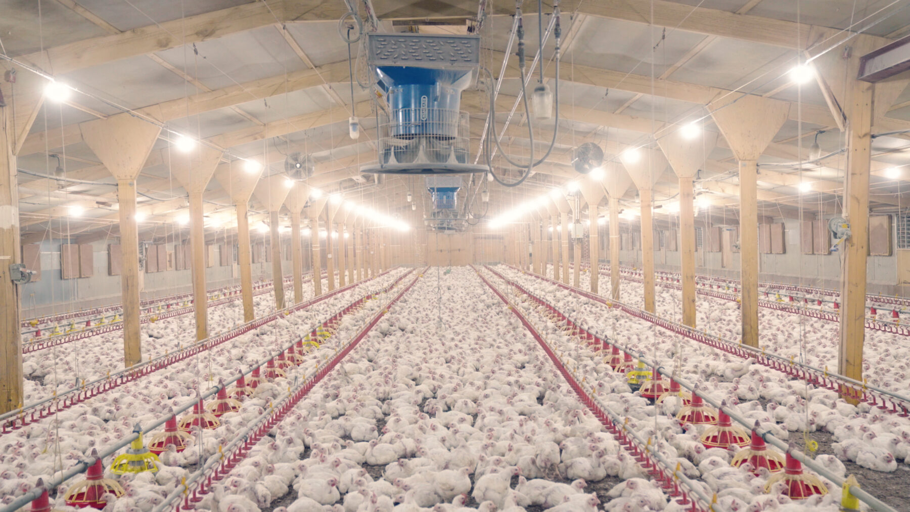 UK chicken farm