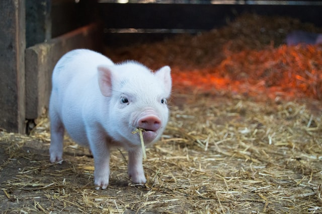 piglet on a farm