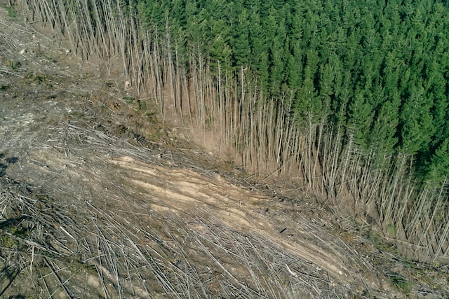 drone shot of deforestation