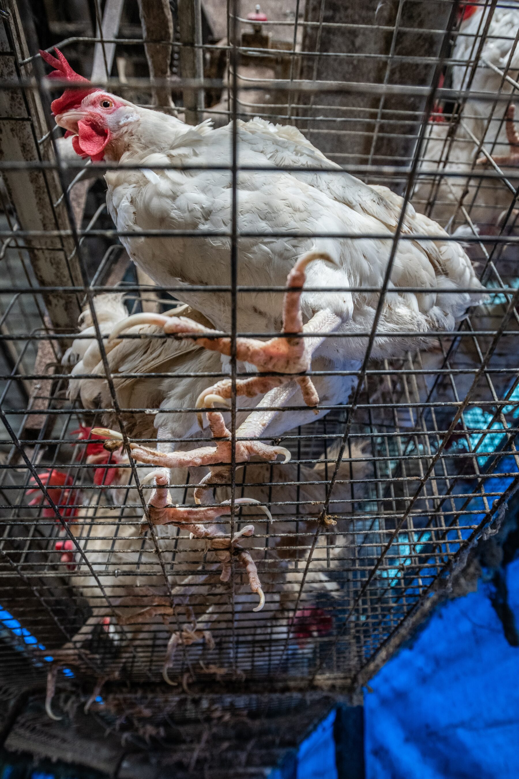 How Long Do Chickens Live & What Factors Affect Their Lifespan?