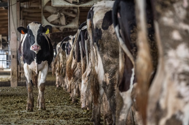 cows in factory farms covered in poo