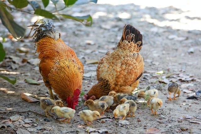 chickens and chicks pecking ground