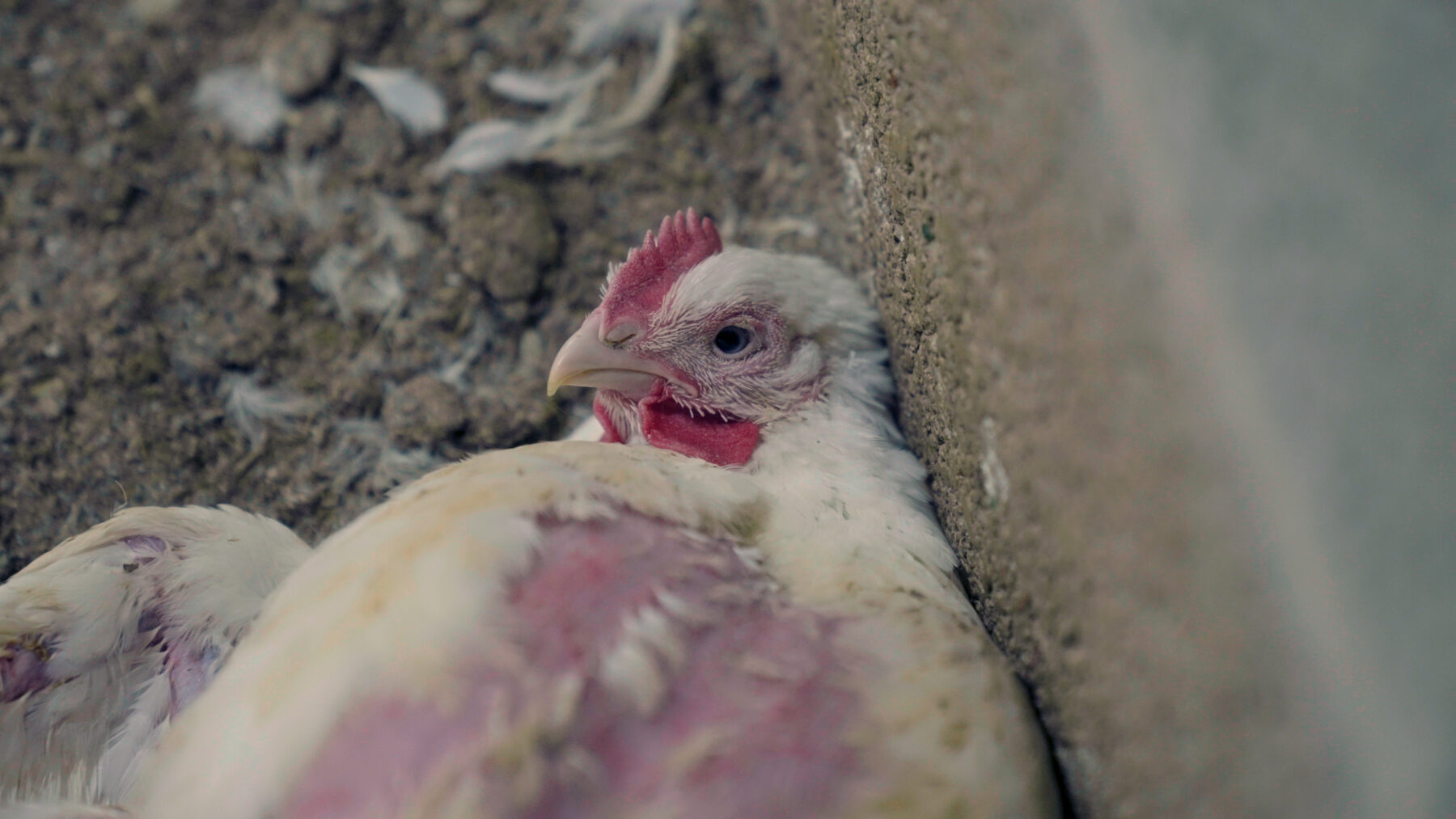 Broiler chicken with ammonia burns