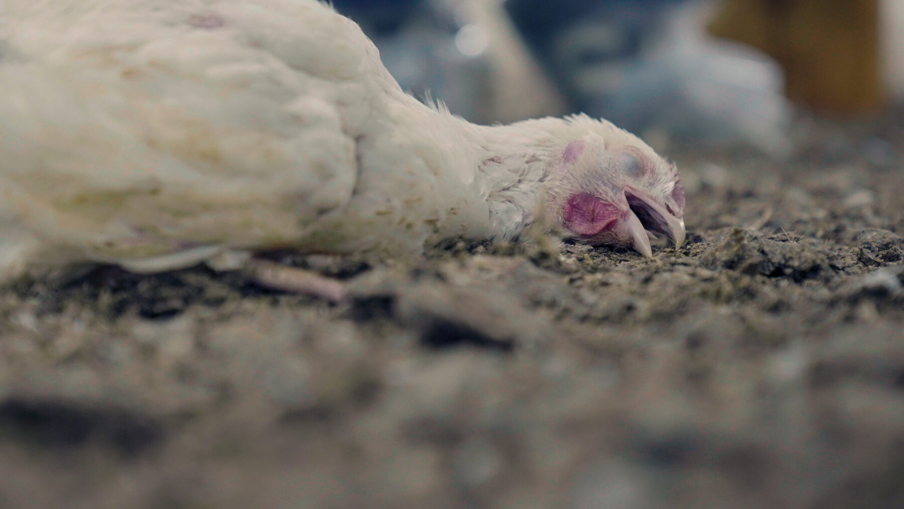 broiler chicken struggling to breathe