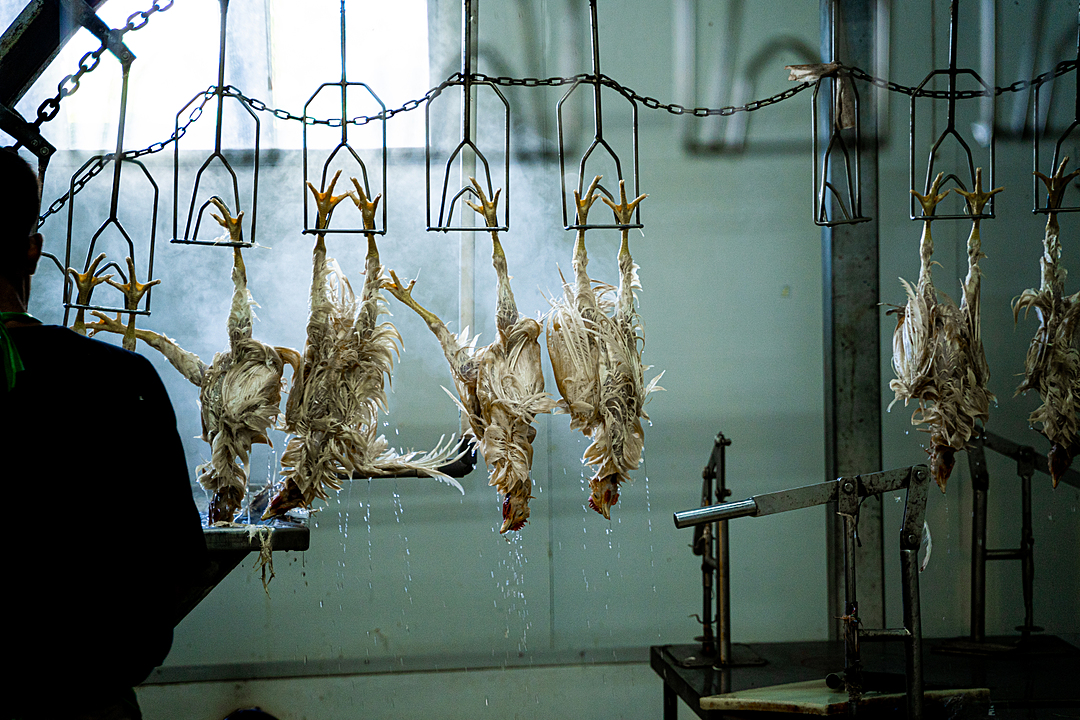 chickens being slaughtered in an electric bath