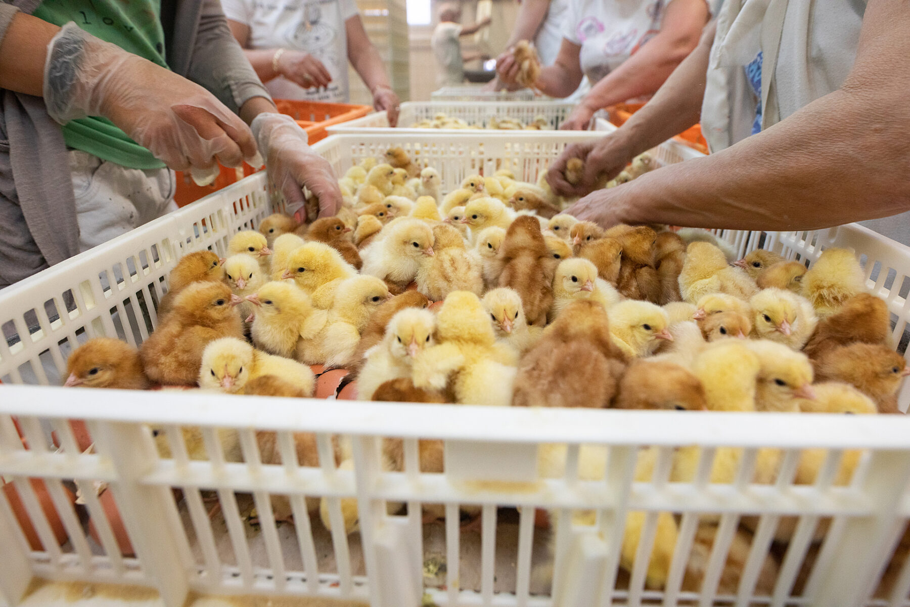 chicks being sorted