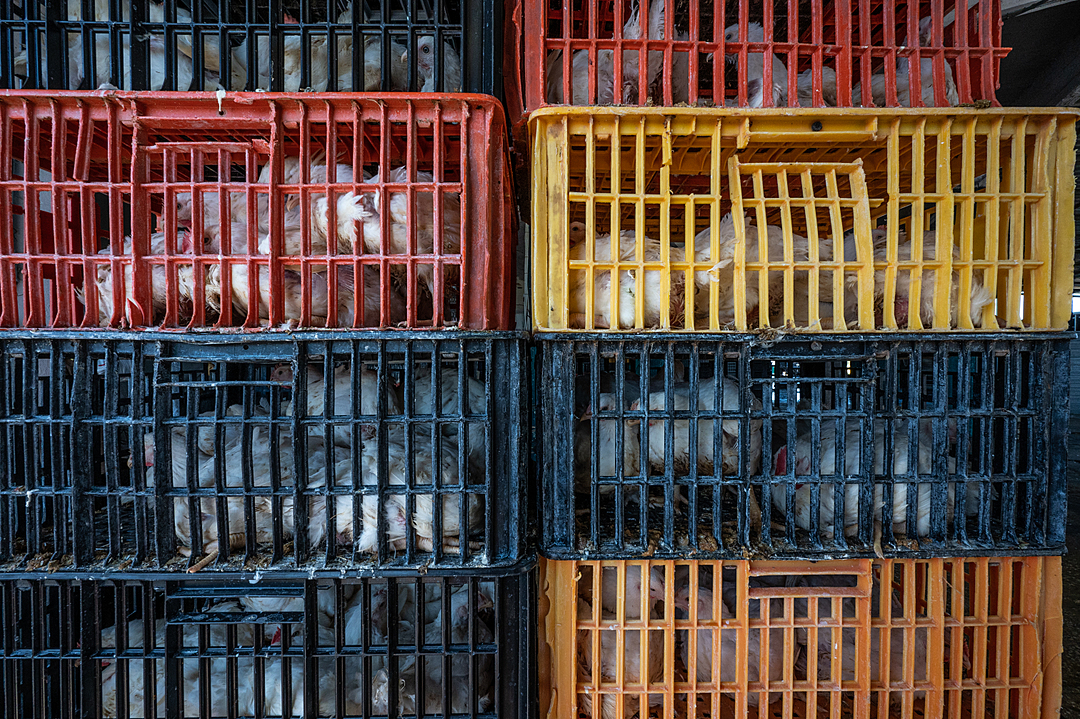 chickens being transported in crates