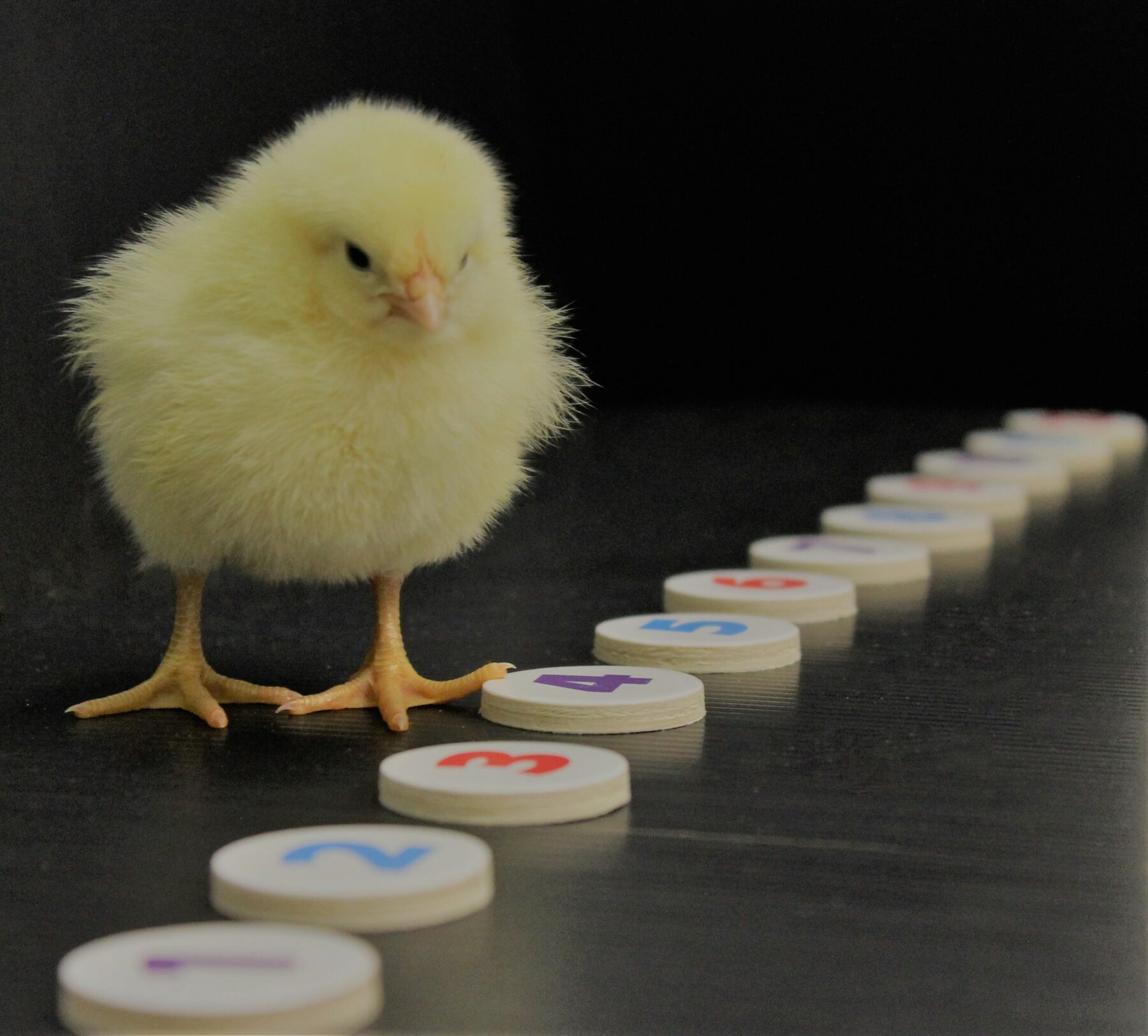 chick counting