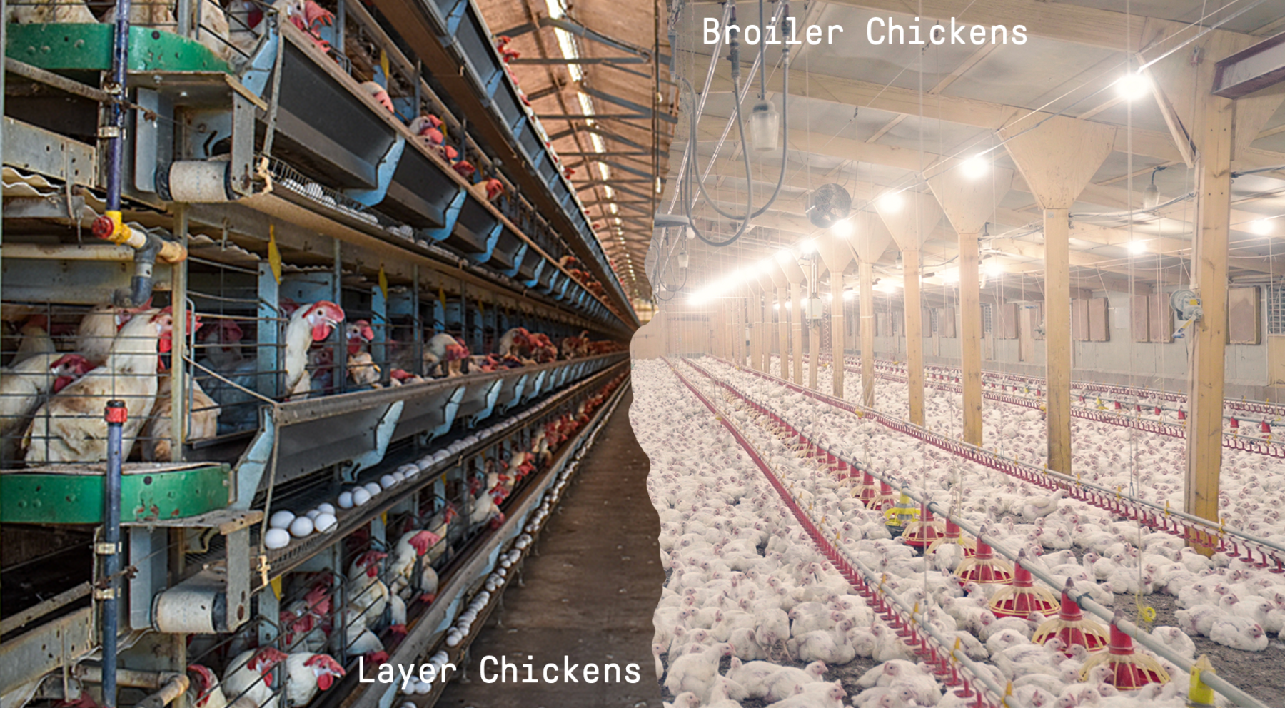 layer chickens versus broiler chickens