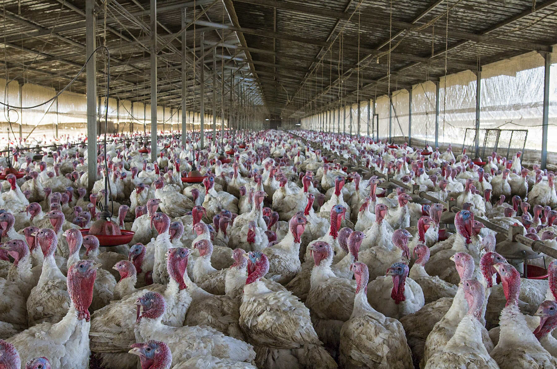 thousands of turkeys crammed in a factory farm