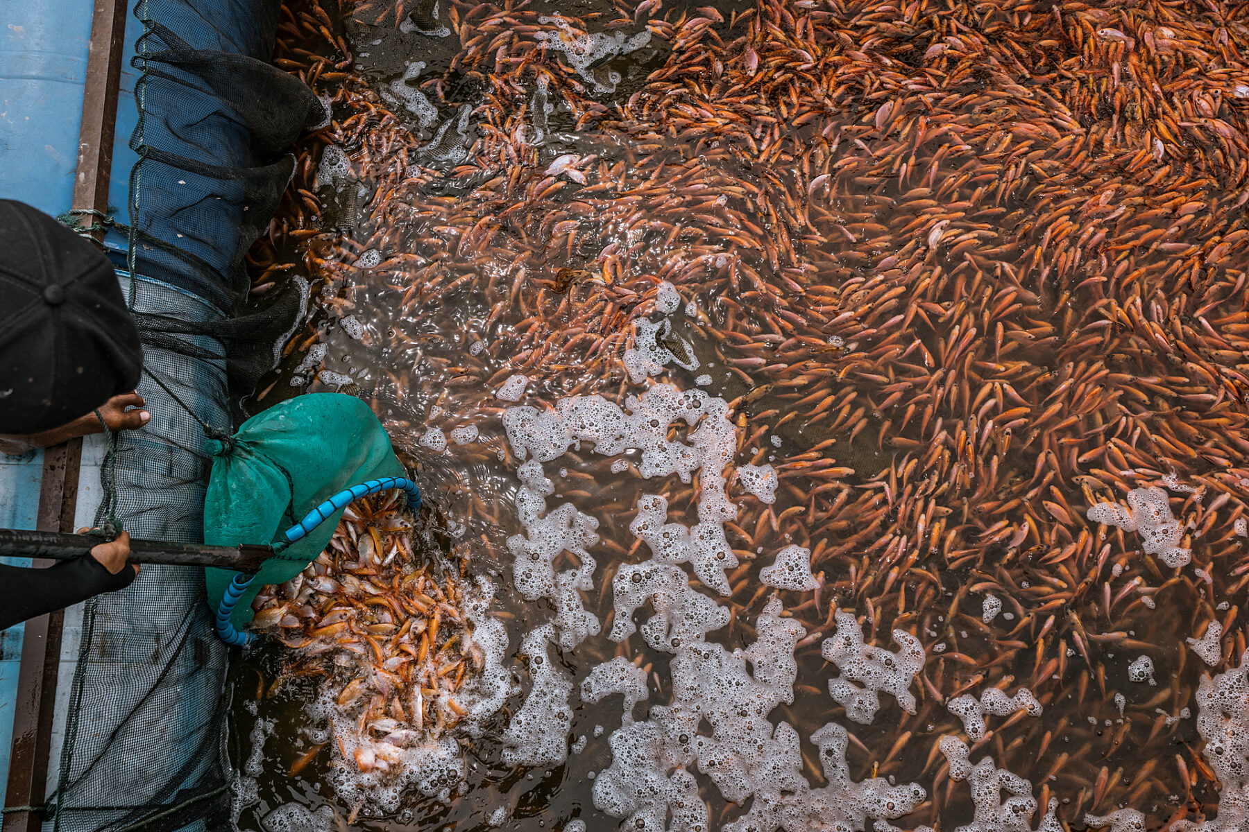 overhead shot of fish farm