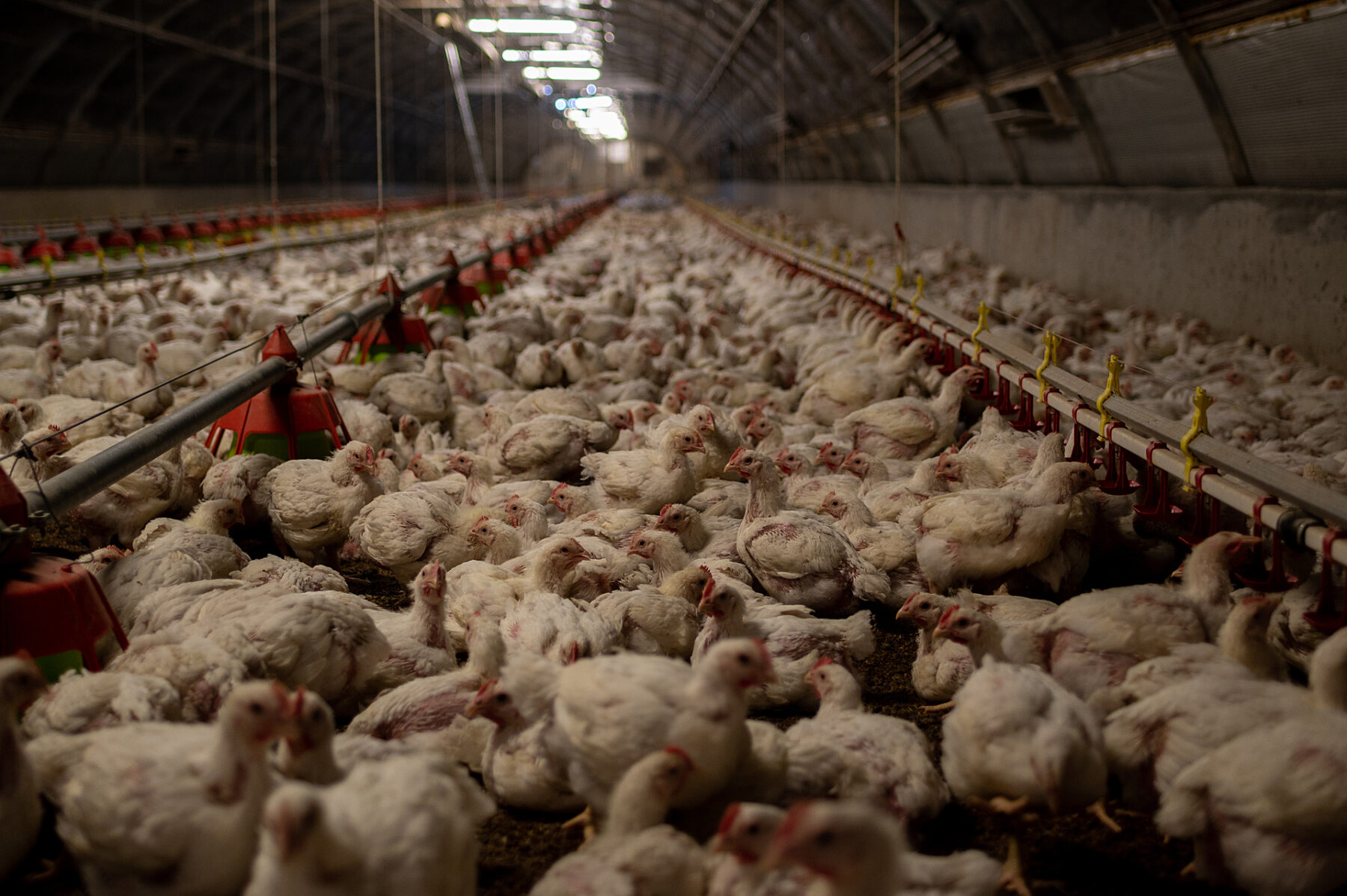 factory farm shed of broiler chickens