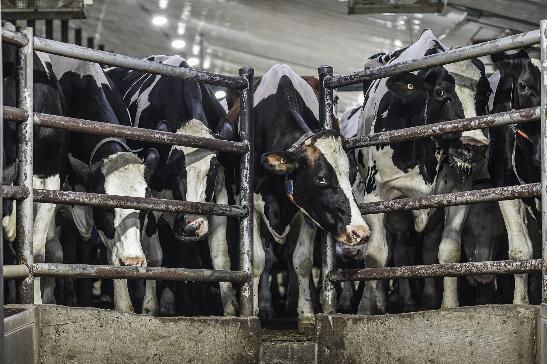 dairy cows confined in factory farm