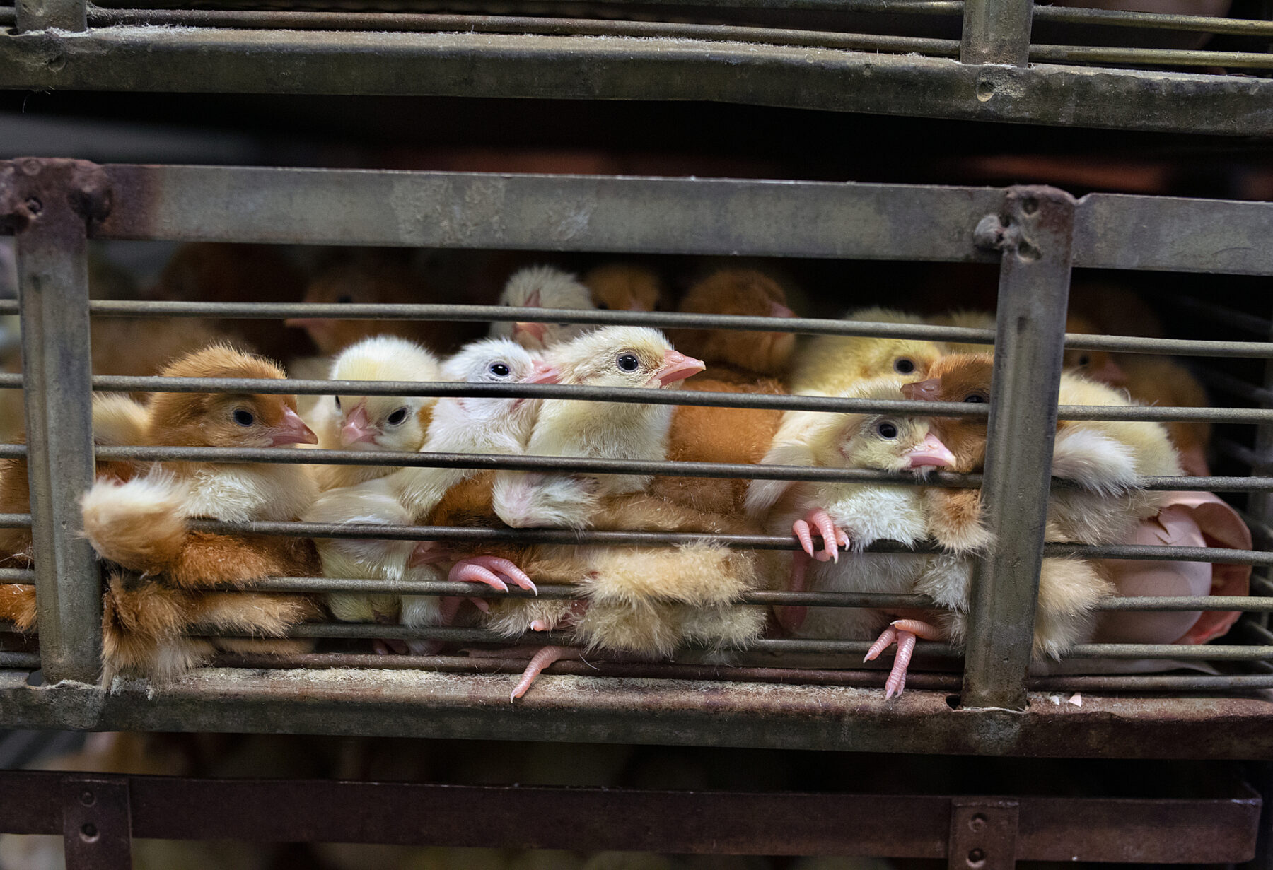 Newly hatched chicks crammed in a metal cage