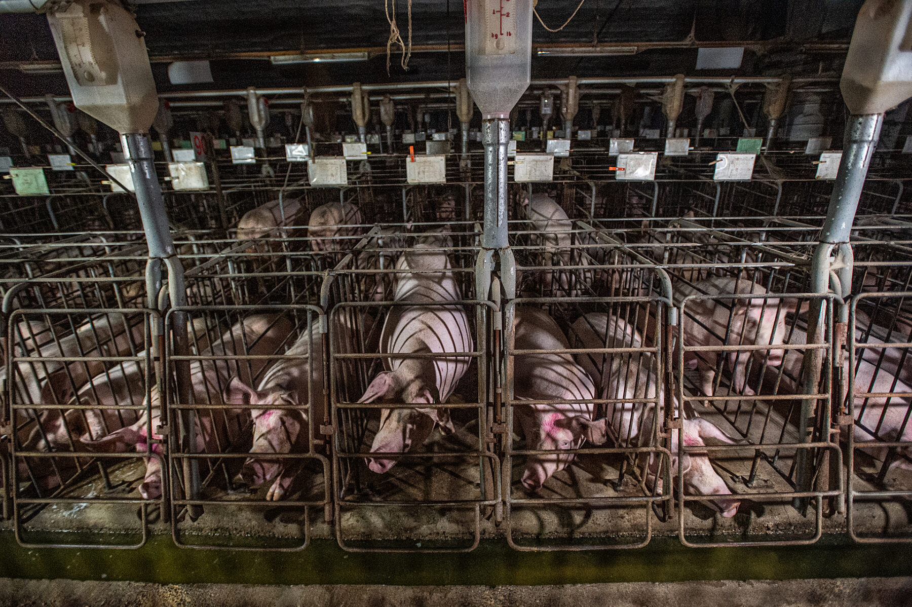pigs confined in cages