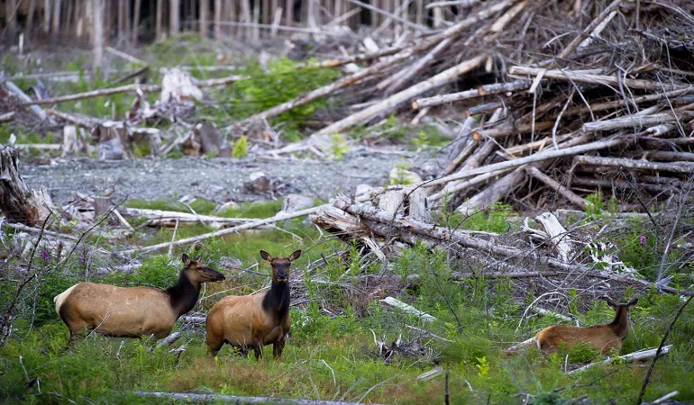 Habitat Loss Other Names