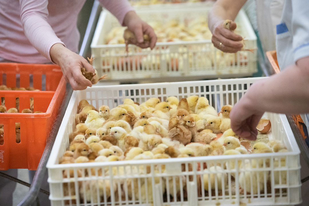 Chicken Hatchery Process: From The Incubator To Farm | VFC